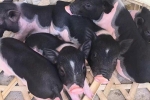 Ngăn chặn dịch tả lợn châu Phi: 7 vạn con ở Mê Linh chống dịch như thế nào?