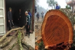 Cây sưa 'trăm tỷ' trước giờ lên sàn đấu giá: Người dân thôn Phụ Chính đang 'đau đầu' về giá gỗ sưa