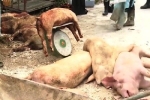 TP.HCM cấp tập ngăn dịch tả lợn châu Phi