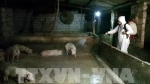 Lào Cai họp khẩn phòng dịch tả lợn châu Phi