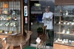Hiện tượng 'hươu đi xin đểu' tràn lan tại Nhật Bản vô tình giúp quảng bá du lịch nước này