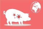 Tiến trình dịch tả lợn châu Phi trỗi dậy ở các nước