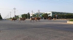 Long An: Nguy cơ tai nạn giao thông từ việc nuôi bò thả rông