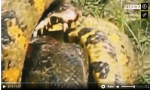 Trăn Nam Mỹ quấn chặt con mồi khổng lồ: Ngờ đâu cá sấu vẫn còn đòn cảm tử này
