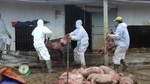 Hải Dương: Thêm 3 xã của huyện Ninh Giang tiếp tục xuất hiện bệnh d.ịch tả lợn châu Phi