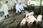 Cục Thú y: 'Dịch tả lợn châu Phi nguy cơ lan rộng'