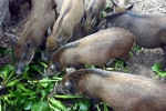 Quy định lợn không được ăn bèo tây, hoa chuối: Bộ Tư pháp vào cuộc