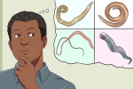 10 thắc mắc thường gặp về bệnh giun sán