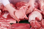 Cách nhận biết thịt bị nhiễm bệnh tả lợn Châu Phi