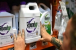 Bồi thẩm đoàn Mỹ kết luận thuốc diệt cỏ Monsanto gây ung thư