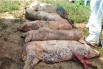 Lai Châu là tỉnh thứ 20 xuất hiện dịch tả lợn Châu Phi