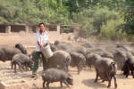 Nghi ngờ về tuyên bố chiến thắng dịch tả lợn châu Phi của Trung Quốc