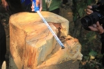 Hàng chục cây gỗ lớn ở Quảng Nam bị đốn hạ