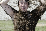 Điều gì xảy ra với cơ thể khi bị 1.000 con ong đốt cùng lúc?