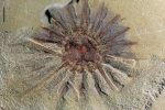 Xuất hiện hóa thạch quái vật biển với 18 xúc tu