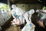 Việt Nam nghiên cứu vắcxin dịch tả lợn châu Phi