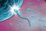Quá trình 'chiến đấu' để gặp trứng của hàng triệu tinh trùng