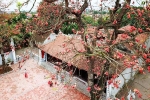 Cây gạo 500 tuổi nở hoa đỏ rực trên mái từ cổ ở Hải Phòng