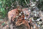 Những vết thương 'tứa máu' giữa rừng gỗ lim bị chặt phá nghiêm trọng tại Quảng Bình