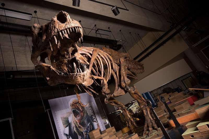 Tìm ra con khủng long bạo chúa lớn nhất lịch sử - vị vua thực sự của loài khủng long khát máu nhất kỷ Jura - Ảnh 1.