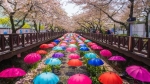 NHẮC LẠI LẦN CUỐI ngày mai Hà Nội diễn ra lễ hội hoa anh đào Nhật Bản hoành tráng quy mô nhất trong lịch sử