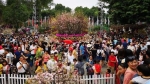 Lễ hội hoa Anh đào Nhật Bản - Hà Nội kéo dài thêm 1 ngày