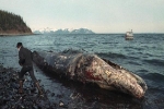 Sau 30 năm, những bức ảnh từ thảm họa tràn dầu Exxon Valdez vẫn còn gây ám ảnh