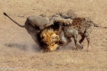 Linh cẩu bị thương no đòn khi đụng độ sư tử