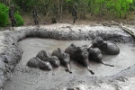 Kiểm lâm cứu 6 voi con mắc kẹt dưới hố bùn ở Thái Lan