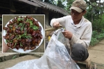 Dùng vợt bắt bọ xít làm món ăn ở Thanh Hóa