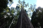 'Sợ tê tái' là cảm giác khi leo lên cái cây nhiệt đới cao bậc nhất thế giới mà khoa học vừa tìm ra