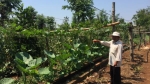 Đắk Lắk: Giá cà phê chạm đáy, nông dân chán nản chặt vườn bỏ đi