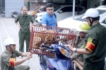 Theo chân đội săn bắt chó thả rông tại Hà Nội