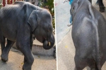 Sở thú Thái Lan gây phẫn nộ khi bắt chú voi con gầy rộc phải nhảy mua vui trong sở thú