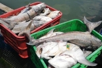 Hàng chục tấn cá bớp loại 3 - 5kg/con 'phơi bụng' ở TP Vũng Tàu