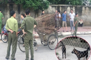 Một nữ lao công ở Hà Tĩnh bị chó tấn công tổn thương nặng phần đầu