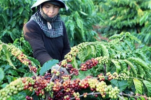 Thị trường giá nông sản hôm nay 19/4: Giá cà phê tăng, giá hồ tiêu bất động