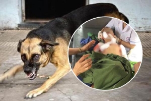 Bé trai 7 tuổi ở Thái Nguyên bị chó nhà nuôi cắn tử vong