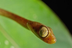 Loài rắn có mắt to bằng 1/3 đầu