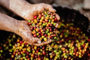 Thị trường giá nông sản hôm nay 22/4: Làm gì để giá cà phê, giá tiêu tăng
