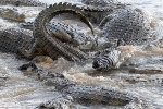 Cá sấu đực kịch chiến ngay trước mặt con cái