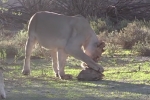 Video: Rùa kiên cố sống sót qua đợt tấn công liên hồi của con sư tử