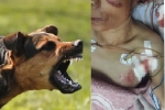 Liên tiếp chó nuôi cắn người ở Hà Tĩnh: Có chế tài nhưng quên xử lý