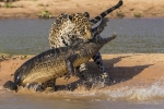 Nhát cắn hiểm lấy mạng cá sấu caiman của báo đốm