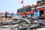 Ngư dân Lý Sơn trúng đậm mẻ cá hơn nửa tỷ đồng ở Hoàng Sa
