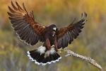 Loài chim ưng sải cánh 1,2 mét chuyên săn mồi theo đàn