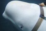 Na Uy phát hiện cá voi trắng nghi là đặc công Nga