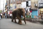 Thành phố Ấn Độ náo loạn vì voi rừng xông vào tìm thức ăn