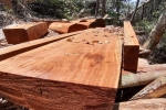 Quảng Nam: Phát hiện hàng ngàn m3 gỗ hàng trăm năm tuổi bị chặt phá