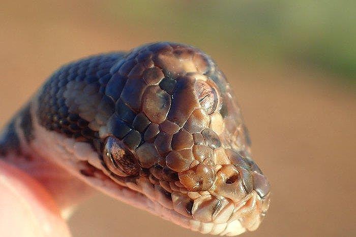 Rắn 3 mắt - một loài rắn độc đáo và kỳ lạ với một đôi mắt khác thường trên đỉnh đầu. Hãy xem hình ảnh này để cảm nhận sự độc đáo và huyền bí của con rắn này.
